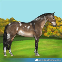 Horse Color:Gray White Spotted Bay Dun Tobiano