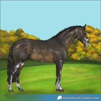 Horse Color:White Spotted Buckskin Rabicano 