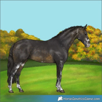 Horse Color:White Spotted Buckskin Rabicano 