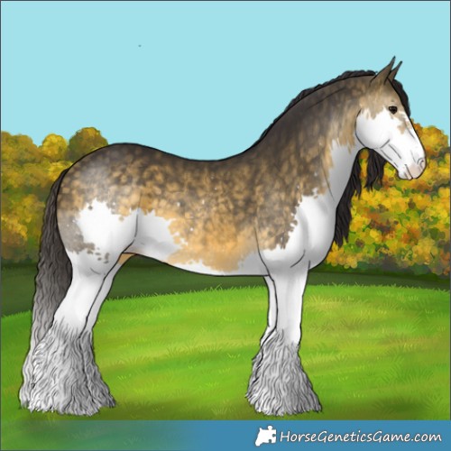 Horse Color:Buckskin Splash 