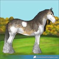 Horse Color:Buckskin Splash 