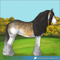Horse Color:Buckskin Splash 