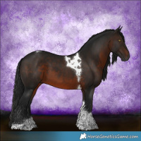 Horse Color:Gray Brown Tobiano 