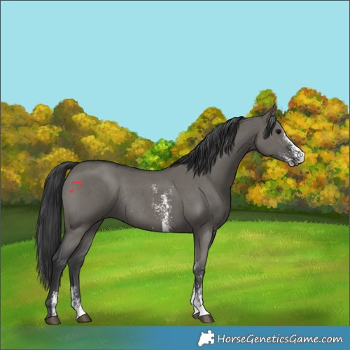 Horse Color:Grullo Sabino Rabicano 