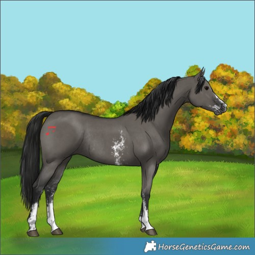Horse Color:Gray Grullo Sabino Rabicano