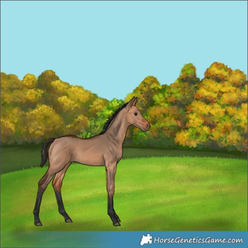 Horse Color:Bay Dun 