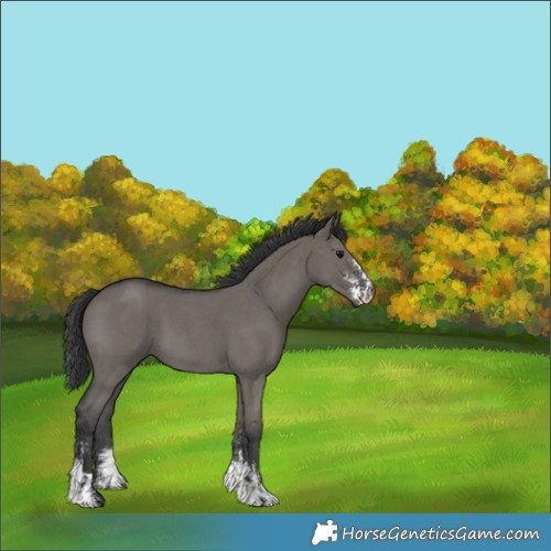 Horse Color:Grullo Sabino 