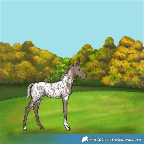 Horse Color:Silver Grullo Tobiano Near Leopard 