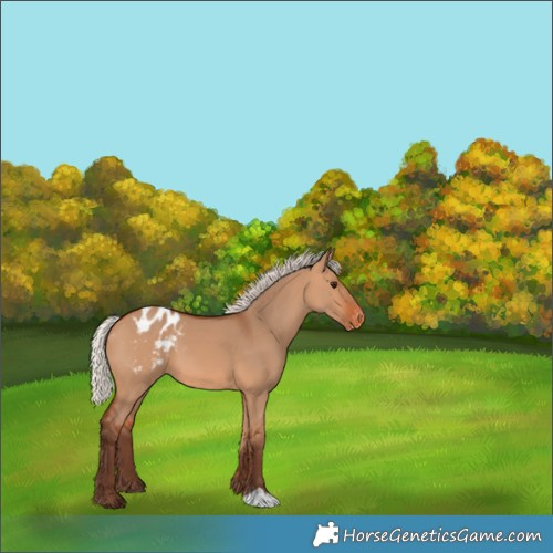 Horse Color:Silver Bay Dun Appaloosa 