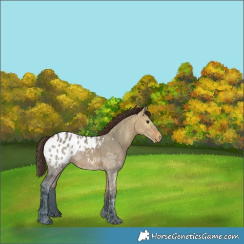 Horse Color:Bay Ice Dun Appaloosa 