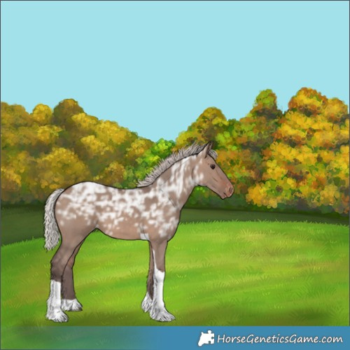 Horse Color:Silver Brown Ice Dun Tobiano Varnish 