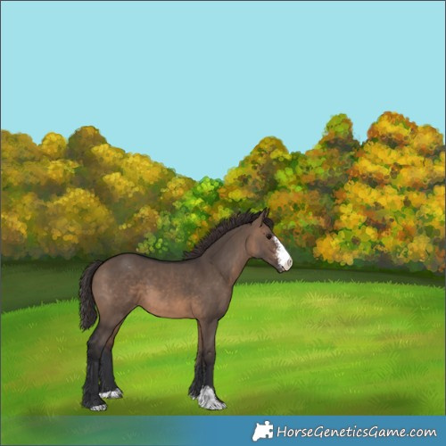 Horse Color:Brown Dun Sabino Varnish 