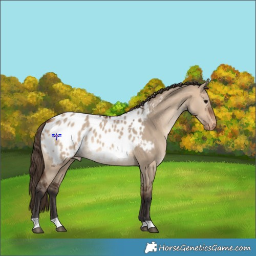 Horse Color:Bay Dun Appaloosa 