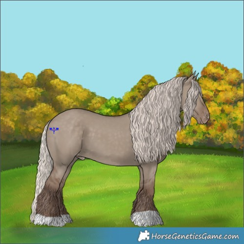 Horse Color:Silver Grullo Appaloosa 