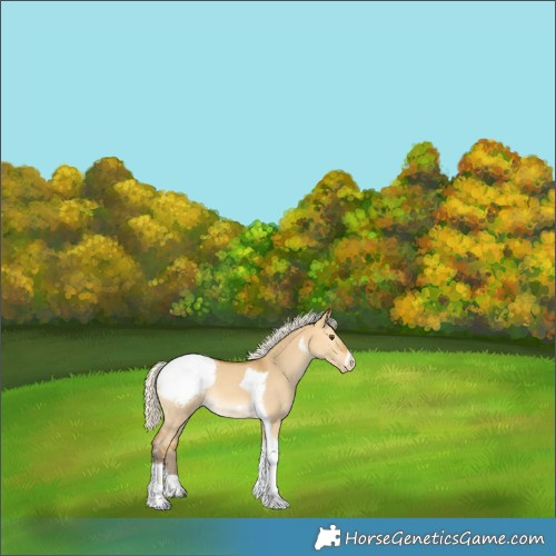 Horse Color:Silver Buckskin Dun Tobiano Frame Snowcap 