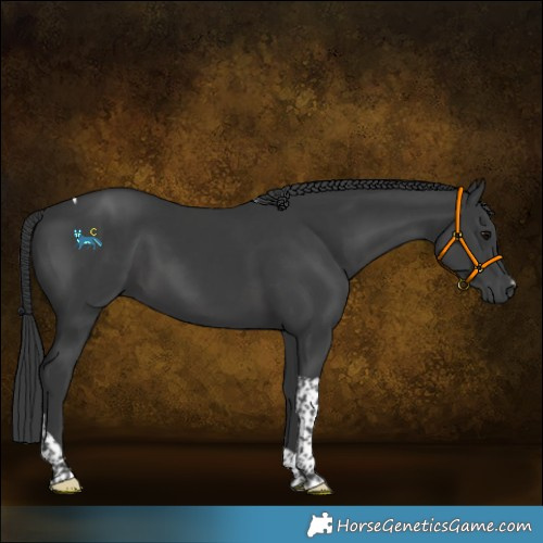 Horse Color:Black Tobiano 