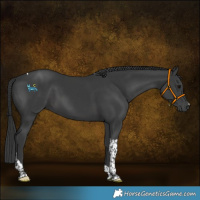Horse Color:Black Tobiano 