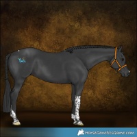 Horse Color:Black Tobiano 