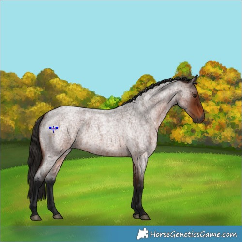 Horse Color:Gray Bay Roan 
