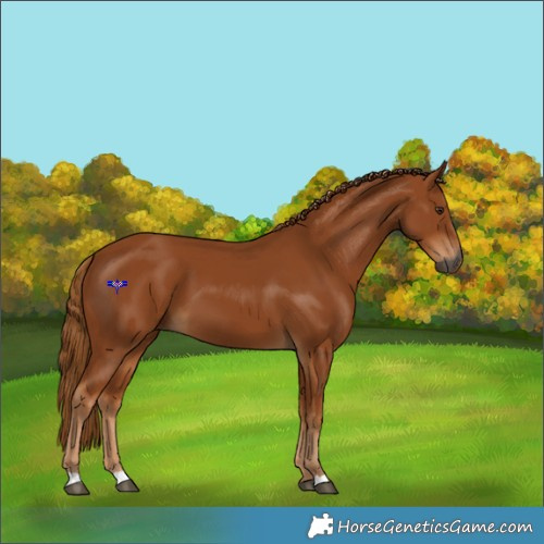 Horse Color:Gray Chestnut 