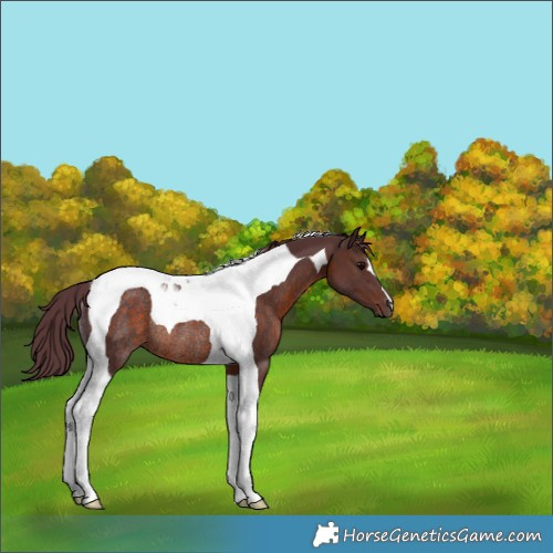 Horse Color:Chocolate Brown Tobiano Rabicano
