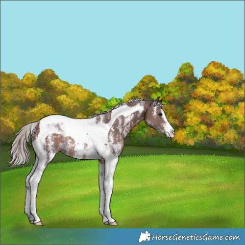 Horse Color:Chocolate Silver Brown Sabino Tobiano Rabicano 