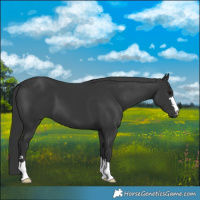 Horse Color:Black 