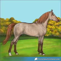Horse Color:Liver Red Dun Brindle 