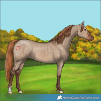 Horse Color:Liver Red Dun Brindle