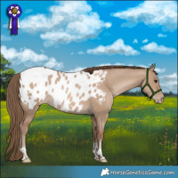 Horse Color:Grullo Pearl Tobiano Appaloosa Rabicano 