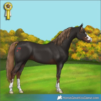 Horse Color:Liver Chestnut 