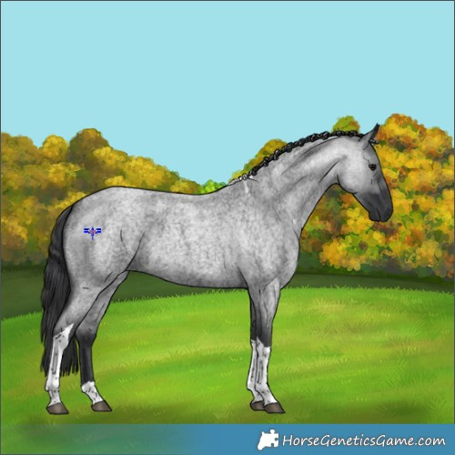 Horse Color:Blue Roan Tobiano 