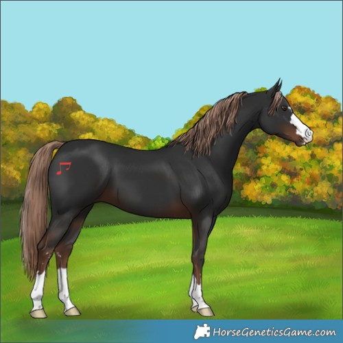 Horse Color:Liver Chestnut 