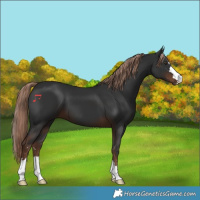 Horse Color:Liver Chestnut 
