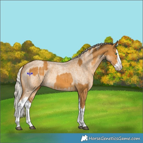 Horse Color:Palomino Splash  and Palomino Roan Splash 