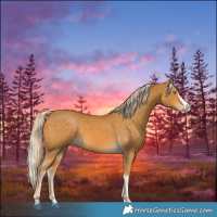 Horse Color:Palomino Splash  and Palomino Splash 