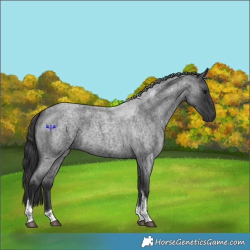 Horse Color:Blue Roan Tobiano 