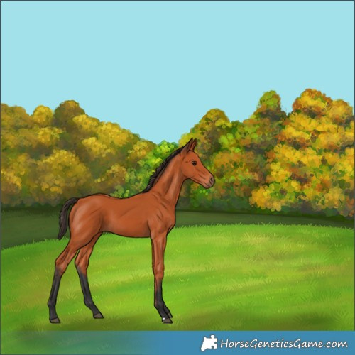 Horse Color:Bay 