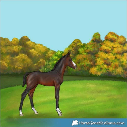 Horse Color:Brown 