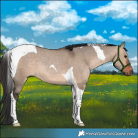 Horse Color:Bay Dun Tobiano 