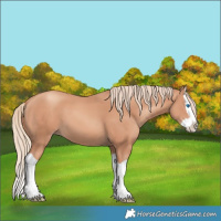 Horse Color:Gold Champagne Splash 