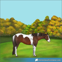 Horse Color:Liver Chestnut Splash Tobiano