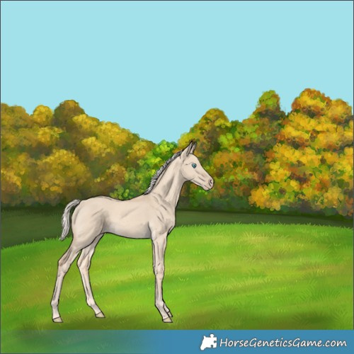 Horse Color:Cremello Dun 