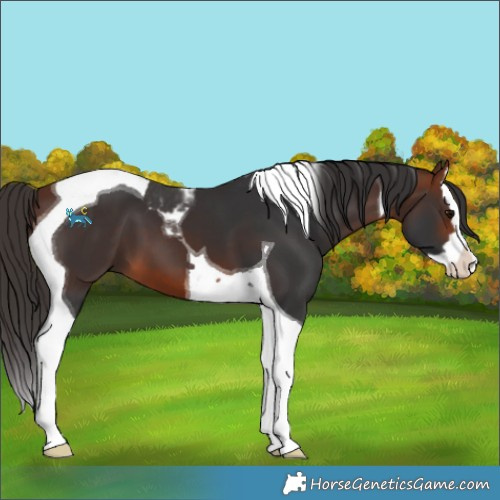 Horse Color:Bay Splash Tobiano 