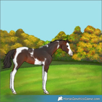 Horse Color:Bay Splash Tobiano 