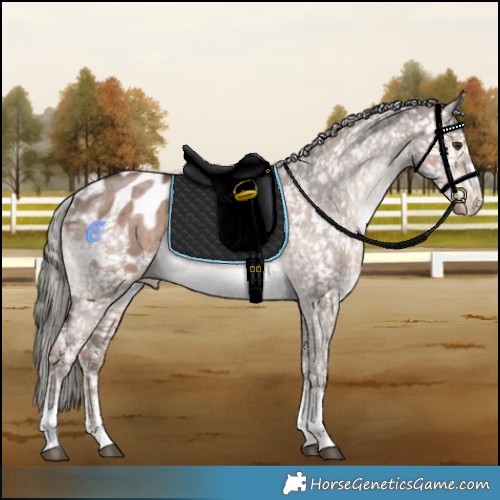 Horse Color:Liver Red Dun Mushroom Sabino Appaloosa Brindle 