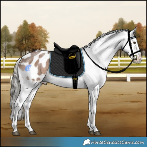 Horse Color:Liver Red Dun Mushroom Sabino Appaloosa Brindle 