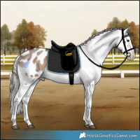 Horse Color:Liver Red Dun Mushroom Sabino Appaloosa Brindle 