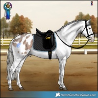 Horse Color:Liver Red Dun Mushroom Sabino Appaloosa Brindle