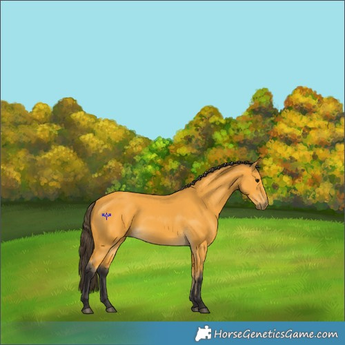 Horse Color:Buckskin 